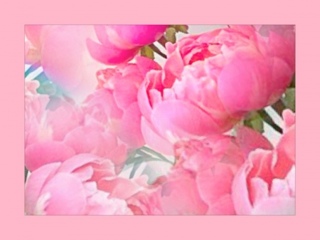 ~Peony~ - flowers, colours, peony, soft, beauty, Pink, spring