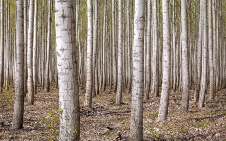 I Can't See the Forest for the Trees - birch, nature, forest, trees