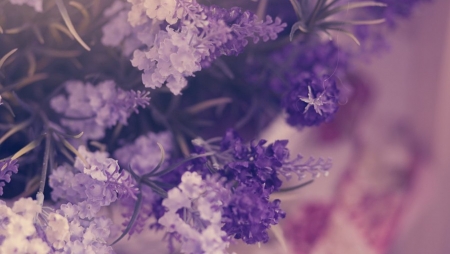 Flowers - nature, flowers, photography, soft