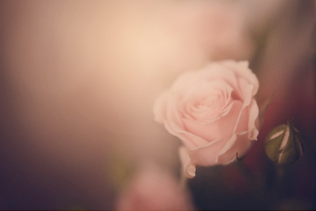 Flowers - rose, flower, photography, soft