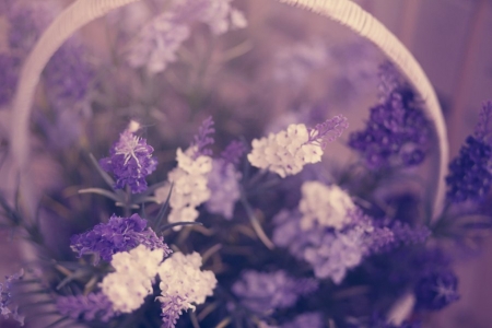 Flowers - purple, flowers, photography, soft