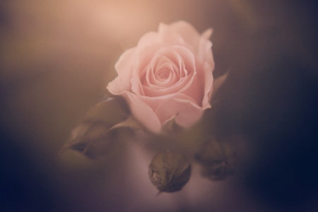 Rose - rose, flower, photography, soft