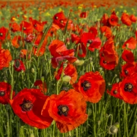 Poppy Field