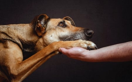 A Loyal Friend - loyal, animals, dog, hand, dogs