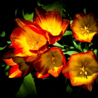 Yellow Tulips