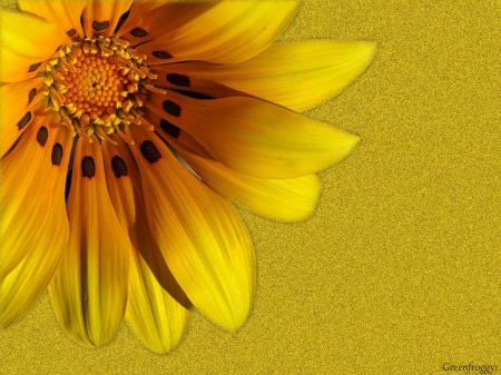 YELLOW GAZANIA - creation, yellow, gazania, flower