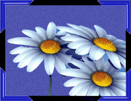 THREE DAISIES - THREE, DASIES, CREATION, FLOWERS