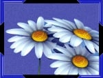 THREE DAISIES