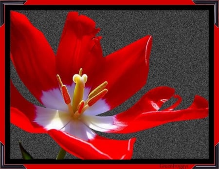 RED TULIP - FLOWER, RED, CREATION, TULIP