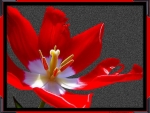 RED TULIP