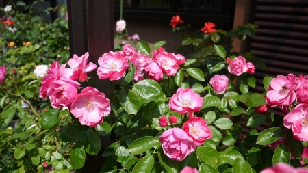 pink tea roses - garden, pink, tea roses, flowers, nature