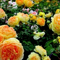 yellow garden roses