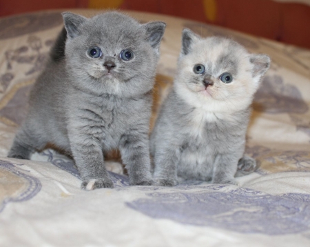 British Shorthair Bengal Kittens - Bengal, shorthair, British, kittens, cats, animals