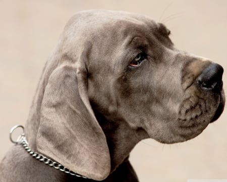 Weimaraner - weimaraner, dog, breed, loyal