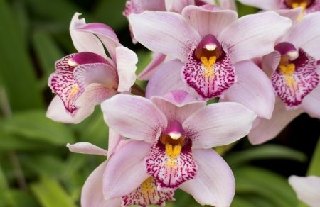 Orchids - flower, pink, beautiful, orchid, green