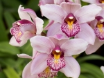 Orchids