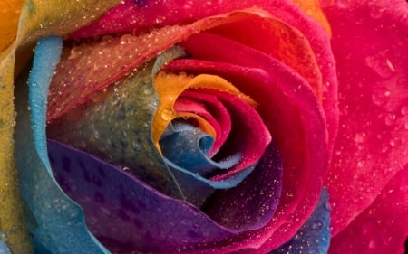 Rose - skin, yellow, blue, wet, flower, pink, rainbow, water drops, rose