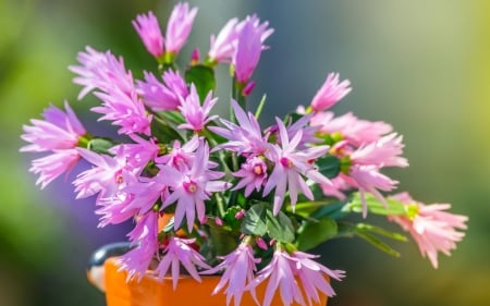 Easter cactus - green, easter cactus, flower, pink, schlumbergera