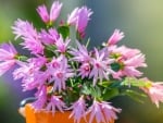 Easter cactus