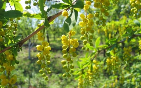 Yellow berberis - trees, bloom, plants, nature, yellow, blossoms, green, berberis, flowers