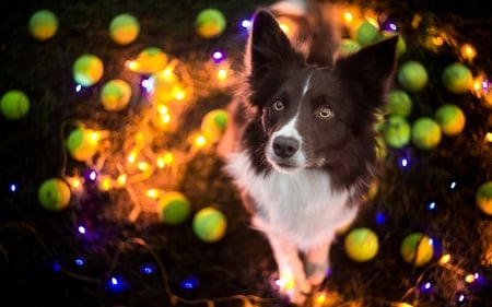 Magical lights - catel, orange, christmas, black, craciun, australian shepherd, lights, green, cute, luminos