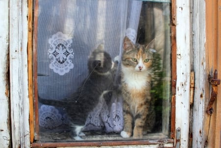 Window. - people, animals, other, cats