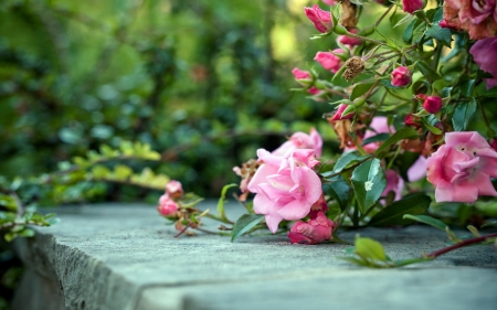 Bushes of pink roses - roses, pink, hq, roses blossoms, flowers, garden, bushes