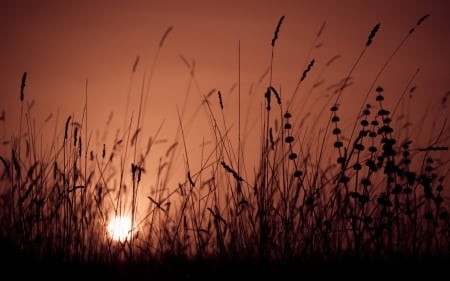 Sunset over Grass - sky, nature, sun, grass