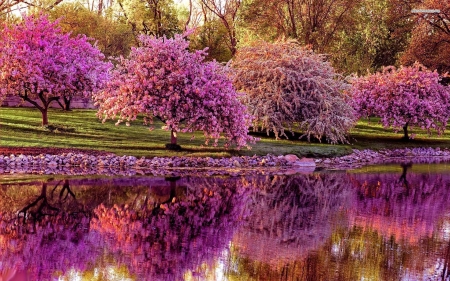 Blooming Springtime - reflections, lake, landscape, trees, water