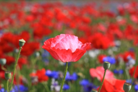 Poppies - cornflower, field, blossoms, red