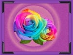 RAINBOW ROSE