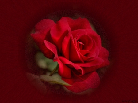 RED ROSE - ROSE, FLOWER, RED, CREATION