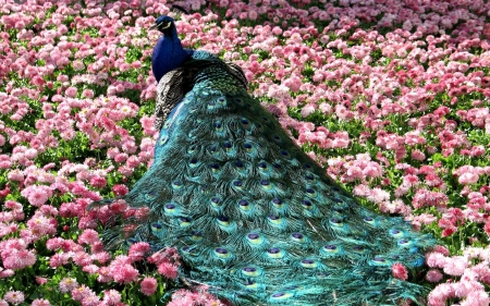 Peacock - tail, animals, field, bird, peacock, pink, blue, green, feather, flowers, birds, flower