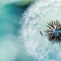 Fluffy Dandelion