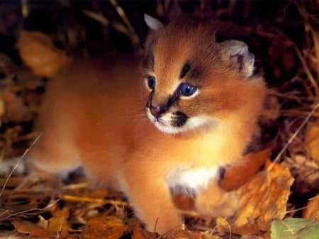 CUTE ANIMAL - ANIMAL, CUTE, ADORABLE, BABY