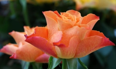 Roses - beautiful, orange, flower, rose