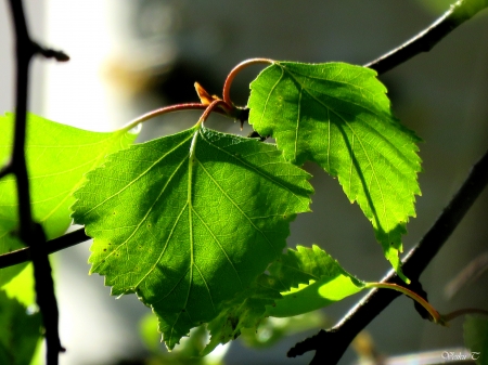 Birch - spring, birch, summer, leaves