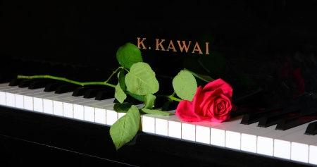 Still Life - piano, music, instrument, photography, rose, flower