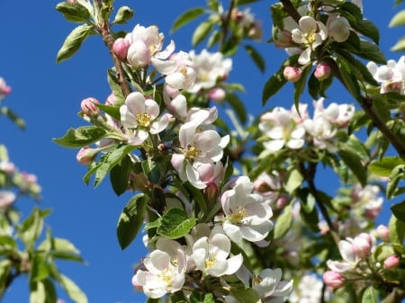 Applebloom - flowers, garden, colors, tree, sky, applebloom