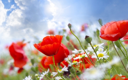 Spring Flowers - sunshine, blossoms, daisies, poppies