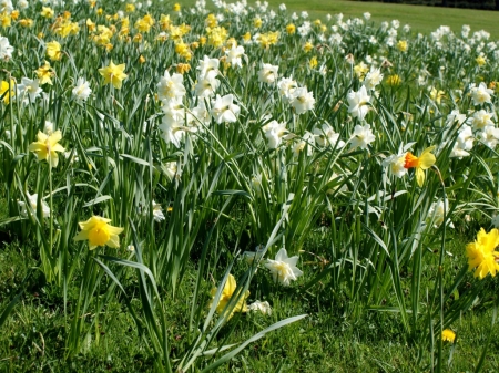 lovely daffodils field - nature, daffodils, field, flowers, lovely