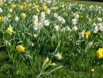 lovely daffodils field