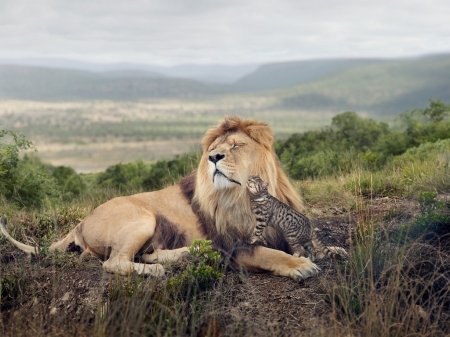 Tenderness - tenderness, cats, lion, animals, kitty