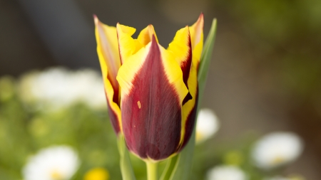 Tulips - tulips, 4k, churippu, maroon, canary yellow, tulipa gesneriana, yellow, pink, bordeaux, red, 3840x2160, tulip, flowers, flower