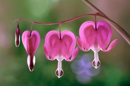 Pink hearts - flower, pink, valentine, heart, green