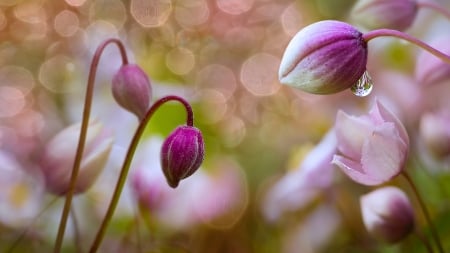 Pink flowers - white, flower, pink, bokeh, green