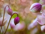 Pink flowers