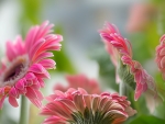 Pink daisies