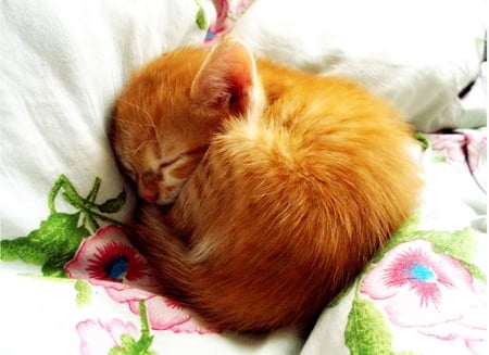 Cuteness - cute, sleeping, kitten, ginger