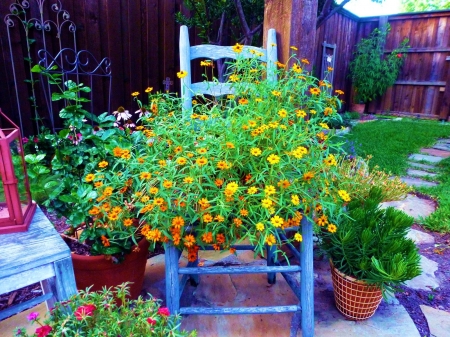 Backyard Flowers - chair, blossoms, arrangement, colors, plants